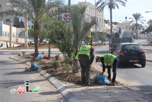 فيديو - كفر قاسم :  بعد النشر في قسماوي نت  البدء بالمراحل الاولى من البستنة والتشجير في جزر مدخل المدينة 